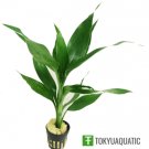 Dracaena Sanderiana Green Potted Semi-Aquatic Plant For Tropical Terrariums Tank