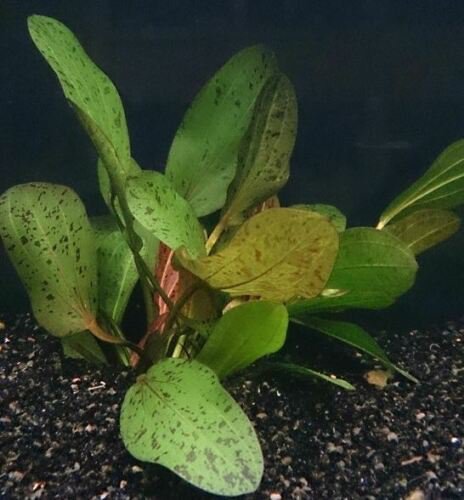 Echinodorus Ozelot Red Potted Amazon Sword Live Aquarium Plant Decorations Easy