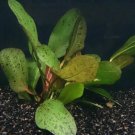 Echinodorus Ozelot Red Potted Amazon Sword Live Aquarium Plant Decorations Easy