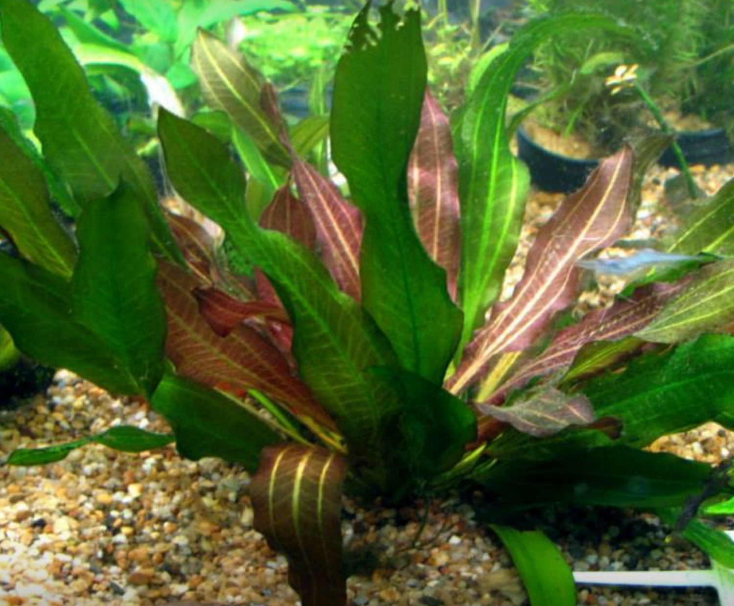 Echinodorus Red Rubin Potted Amazon Sword Live Aquarium Plant Aquatic Rare Ada