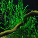 Hygrophila Salicifolia Narrow Leaf Potted Live Aquarium Exotic Plant Freshwater