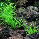 Juncus Repens Potted Live Aquarium Plants Lesser Creeping Rush Grass Needle Leaf