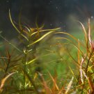 Ludwigia Arcuata Pot Red Narrow Leaf Repens Freshwater Live Aquarium Plant Stem