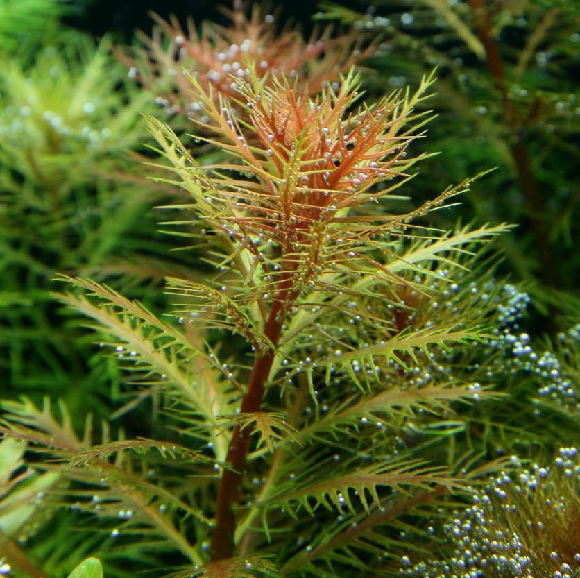 Proserpinaca Palustris Pot Marsh Mermaid Weed Live Aquarium Plant Tropica Pond