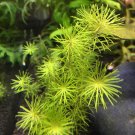 Rotala Wallichii Pot Freshwater Live Aquarium Plants Whorly Indica Stem Bunch