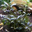 Bucephalandra Green Wavy on Driftwood Freshwater Live Aquarium Plant Decorations