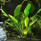 Echinodorus Cordifolius Hybrid Potted Radican Amazon Sword Live Aquarium Plant