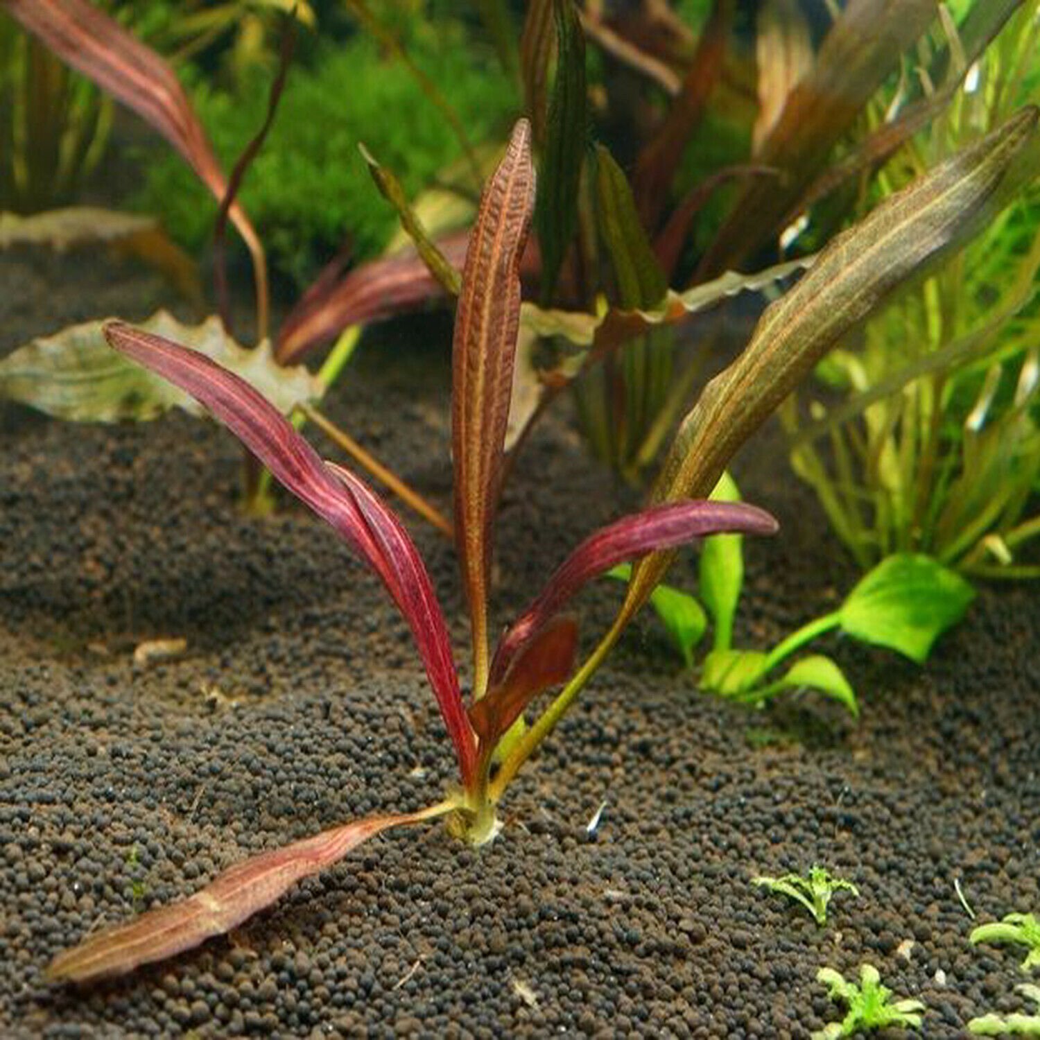 Echinodorus horemanii Red