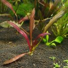 Echinodorus Horemanii Red Tissue Culture Amazon Sword Live Aquarium Plant Tank