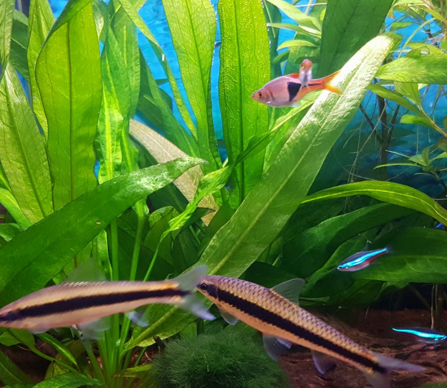 Amazon Sword Echinodorus Bleheri Potted Tropical Live Aquarium Plant Decoration