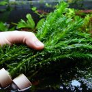 Anacharis Elodea Densa Tropical Live Aquarium Plants Aquatic Pond Bundle Stems