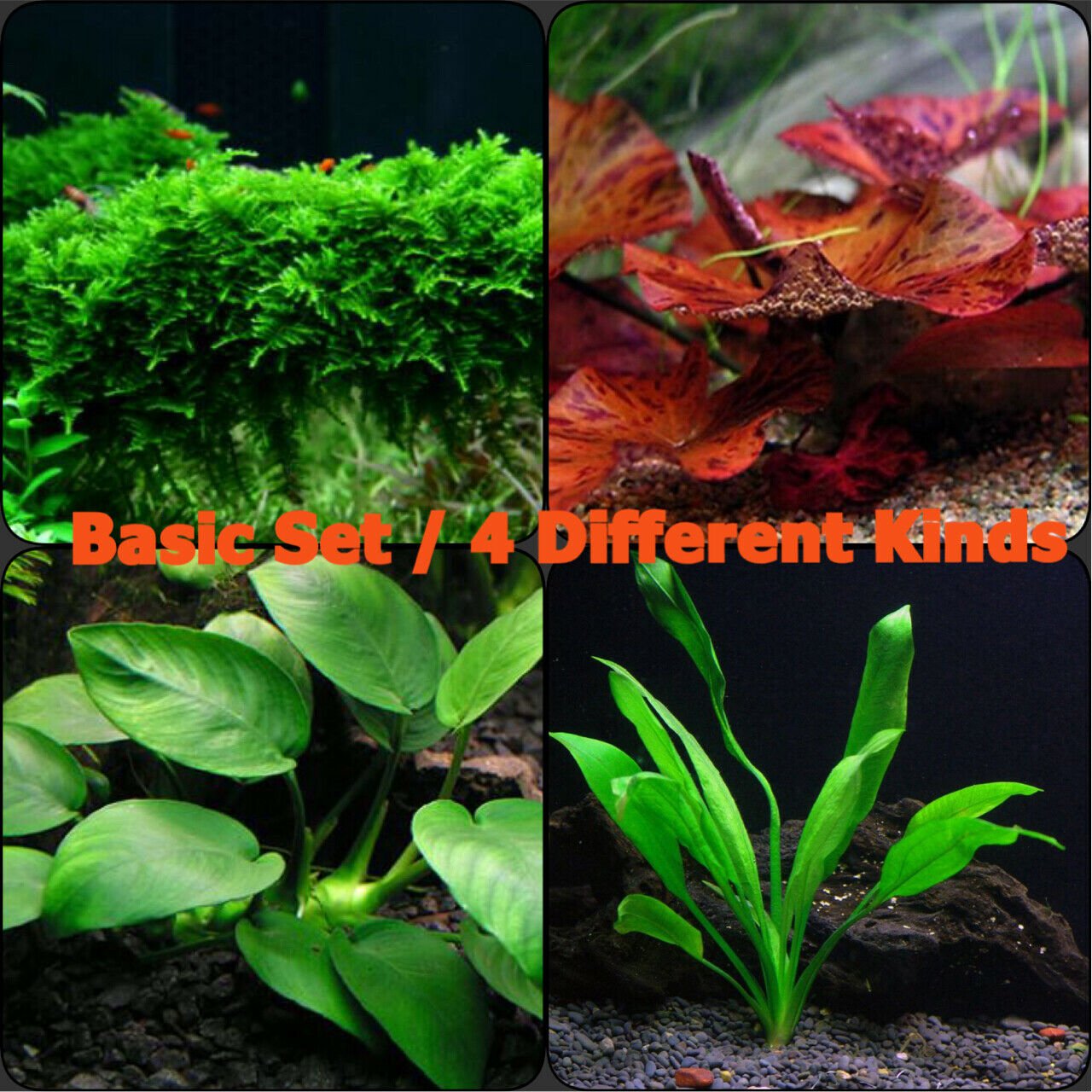Live Aquarium Plants Basic Set Freshwater Aquarium Fish Tank Java Moss Anubias