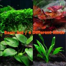 Live Aquarium Plants Basic Set Freshwater Aquarium Fish Tank Java Moss Anubias