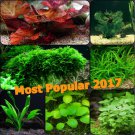 Live Aquarium Plant Set The Most Popular 2017 Freshwater Java moss Anubias More!