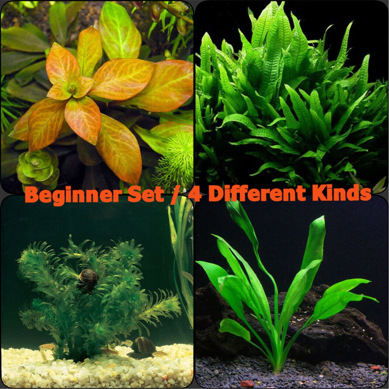 Live Aquarium Plants Set For Beginner Freshwater Amazon Sword Java Fern More!
