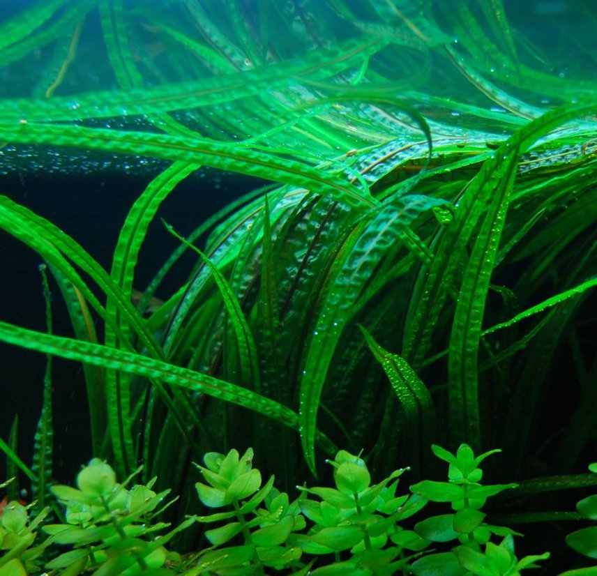 x3 Cryptocoryne Balansae Bunch Crypt Spiralis Freshwater Live Aquarium Plants