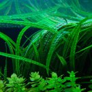 x3 Cryptocoryne Balansae Bunch Crypt Spiralis Freshwater Live Aquarium Plants