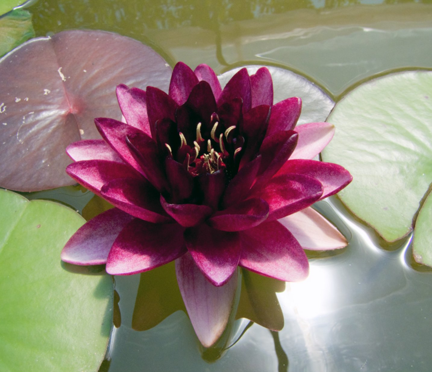 x3 Water Lily Lotus Fertilizer Tablet Aquatic Water Plant Fertilizer
