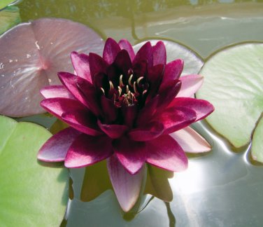 x3 Water Lily Lotus Fertilizer Tablet Aquatic Water Plant Fertilizer Tabs Pond 