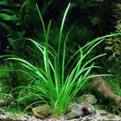 Dwarf Sagittaria Subulata 3 Bunch Freshwater Tropical Live Aquarium Plant Carpet
