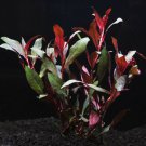 Ludwigia Peruensis Potted Super Red Freshwater Live Aquarium Plant Decorations