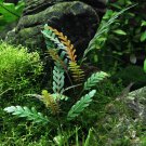 Hygrophila Pinnatifida Potted Live Aquarium Plant Stem Freshwater Decorations