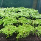 Micranthemum Monte Carlo Potted Carpet Compact Freshwater Live Aquarium Plant