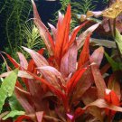 Alternanthera Reineckii Rosaefolia Red Tissue Culture Live Aquarium Plants Mini