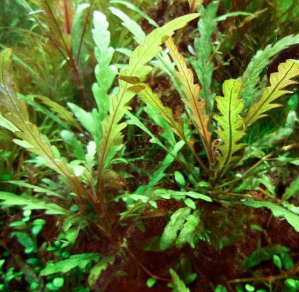 Hygrophila Pinnatifida Bunch Live Freshwater Aquarium Aquatic Plant Stem Rhizome