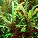Hygrophila Pinnatifida Bunch Live Freshwater Aquarium Aquatic Plant Stem Rhizome