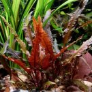Cryptocoryne Wendtii 'Red' Pot Crypt Stem Live Aquarium Plant Tropical Tank Ada