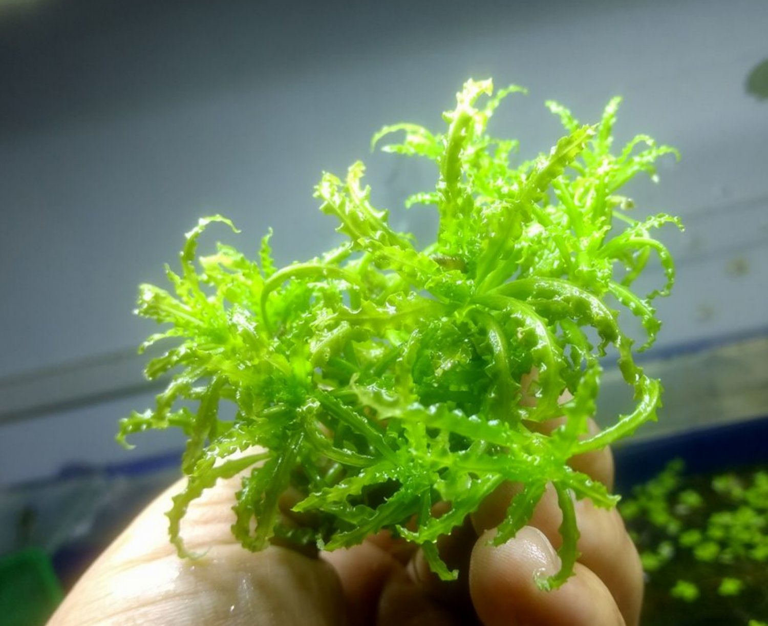 Pogostemon Helferi Downoi Portion Cup Root Freshwater Live Aquarium Plant Carpet