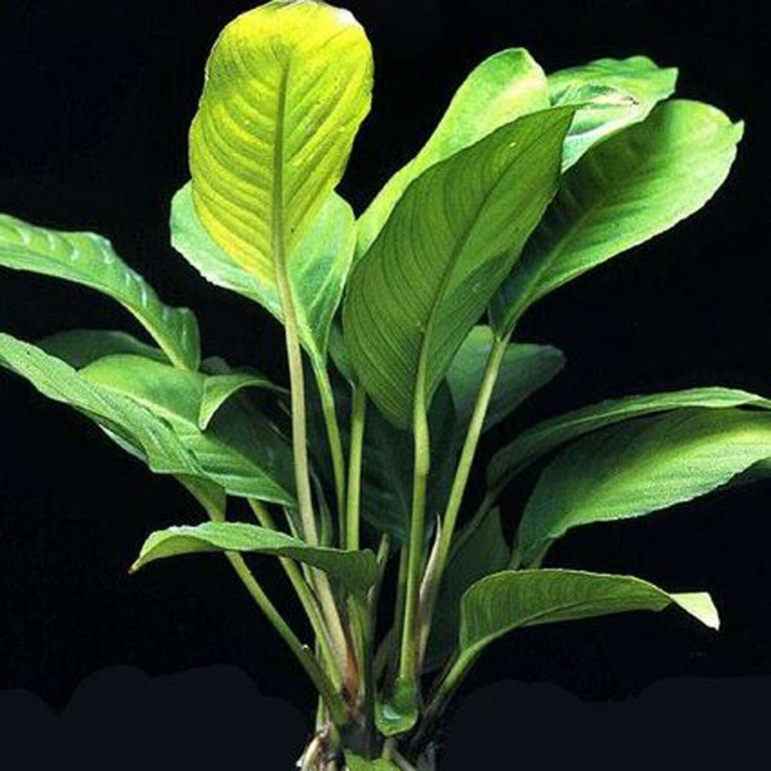Anubias Heterophylla Big Potted Live Aquarium Plant Decorations Rooted Beginner