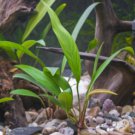Anubias Congensis Potted Freshwater Live Aquarium Plant Decorations Beginner Ada