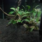 Anubias Lanceolata Potted Freshwater Live Aquarium Plant Decorations Rooted Tank