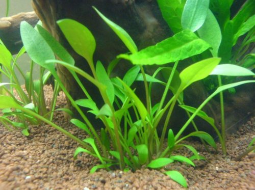 Cryptocoryne Lucens Potted Crypt Freshwater Live Aquarium Plant Tropica Wendtii