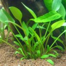 Cryptocoryne Lucens Potted Crypt Freshwater Live Aquarium Plant Tropica Wendtii