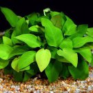 Anubias Species Golden Potted Freshwater Aquarium Live Plant Decoration