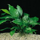 Anubias Heterophylla Potted Live Aquarium Plant Decorations Rooted Beginner​ Koi