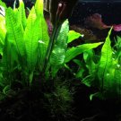 Java Fern Microsorum Pteropus Pot Freshwater Live Aquarium Plant Ornament Moss