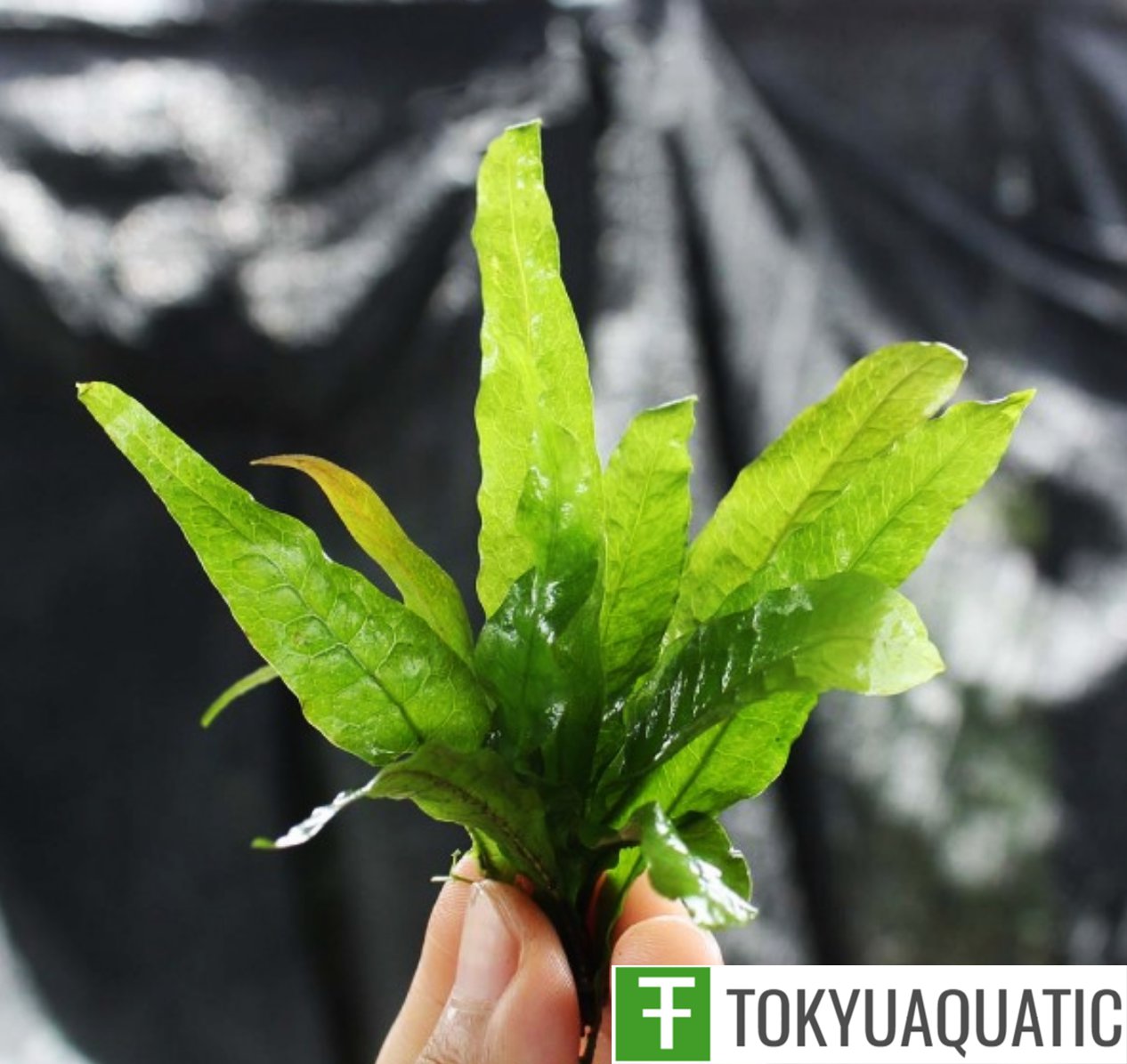 Java Fern Microsorum Pteropus Freshwater Live Aquarium Tropical Aquatic Plants