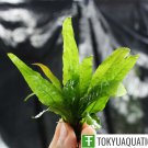 Java Fern Microsorum Pteropus Freshwater Live Aquarium Tropical Aquatic Plants