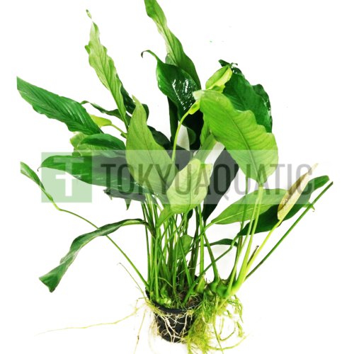 Anubias Lanceolata Full Leaf Big Pot Freshwater Live Aquarium Plant Decorations