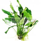 Anubias Lanceolata Full Leaf Big Pot Freshwater Live Aquarium Plant Decorations