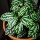 Watermelon Pilea Aluminum Plant Tropical Terrarium Live Aquarium Plant Easy
