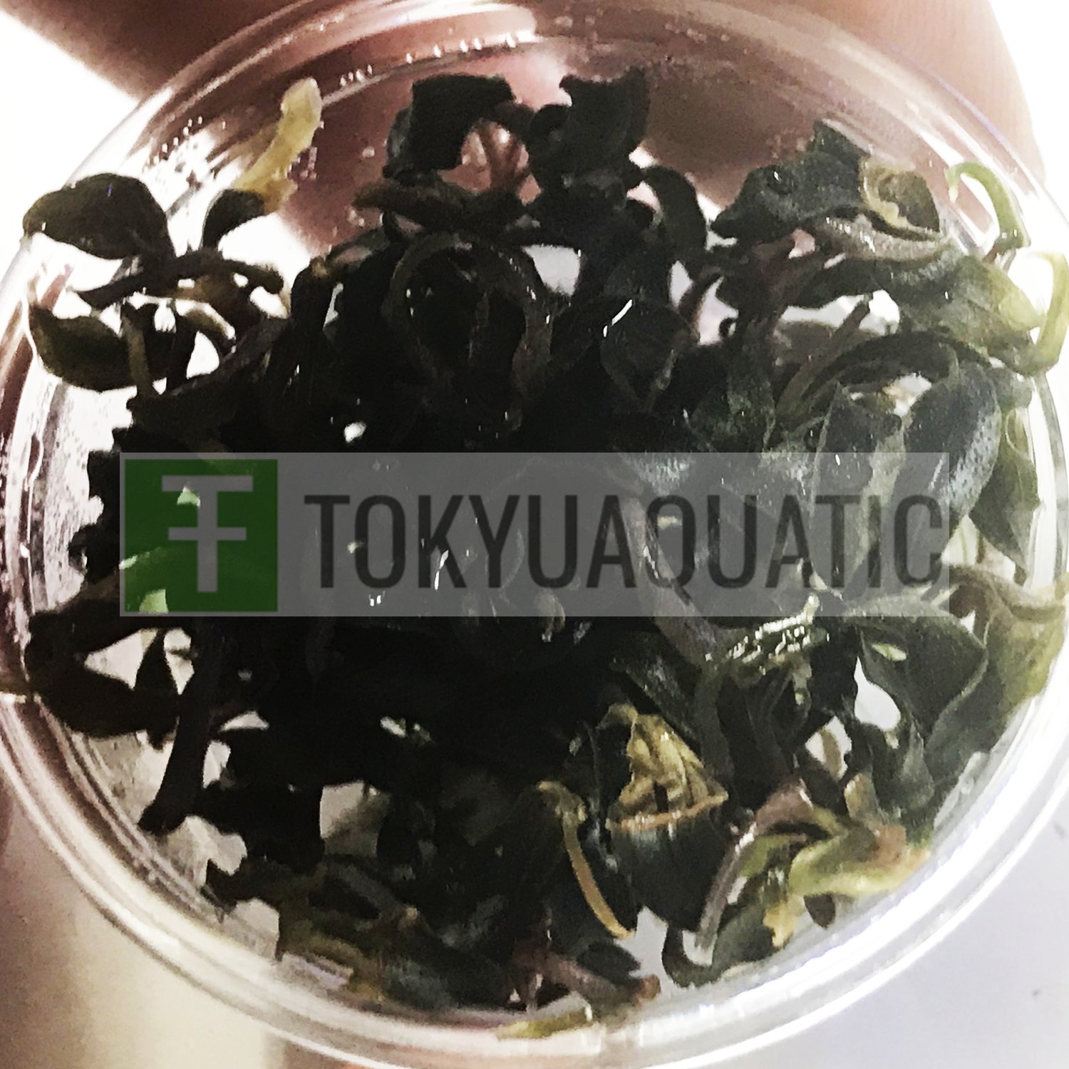 Bucephalandra Godzilla Red Kedagang Japan Mini Cup Live Aquarium Plant Nano Rare