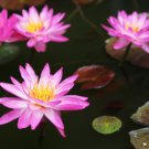Nymphaea Thai Pink Tropical Fresh Water Lily Tuber Live Pond Plant Koi Seed Yard
