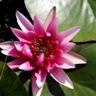 Nymphaea Marliacea Flammea Red Hardy Water Lily Tuber Live Pond Plant Not Seed