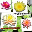 Top 4 IWGS Award Live Hardy Water Lily Tuber Aquatic Pond Plant Garden Assorted