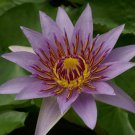 Nymphaea Colorata Purple Tropical Water Lily Tuber Live Pond Plant Flower Garden